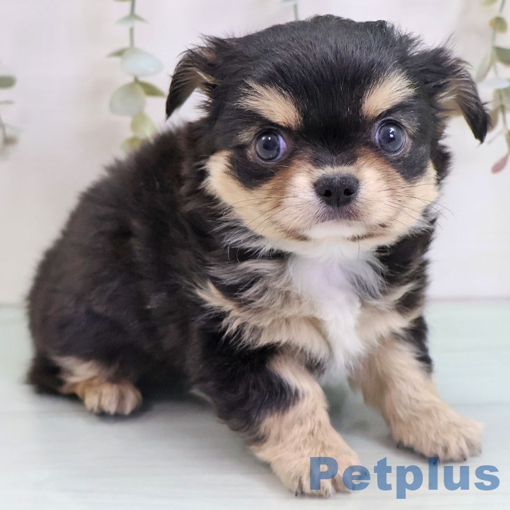 熊本県のチワワ(ロング) (ペットプラス 熊本店/2025年10月29日生まれ/男の子/ブラックタンホワイト)の子犬の2枚目の画像