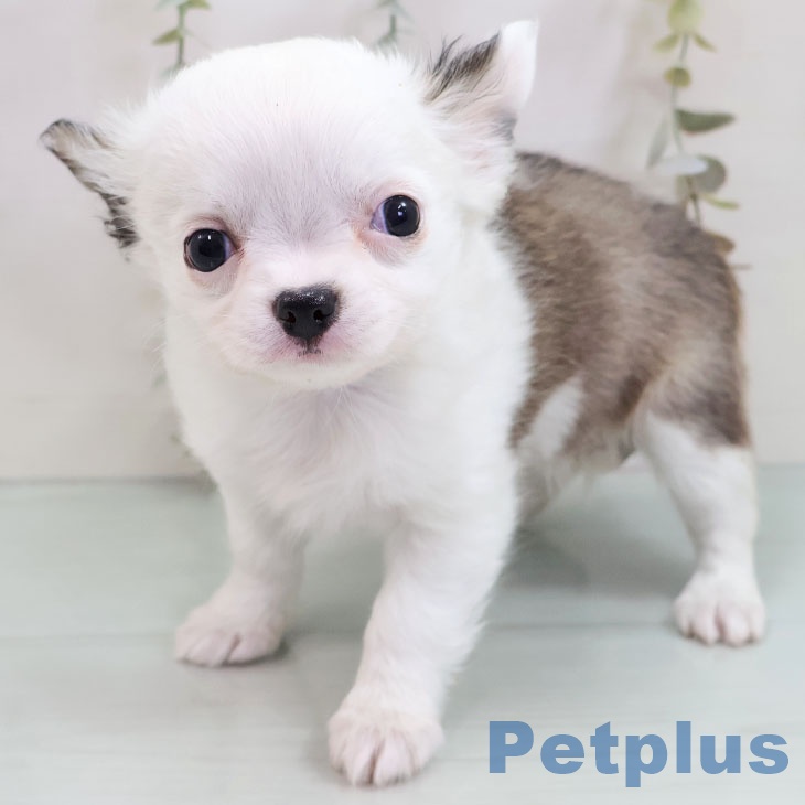 福岡県のチワワ(ロング) (ペットプラス 福岡店/2025年10月29日生まれ/女の子/ホワイトフォーン)の子犬の1枚目の画像