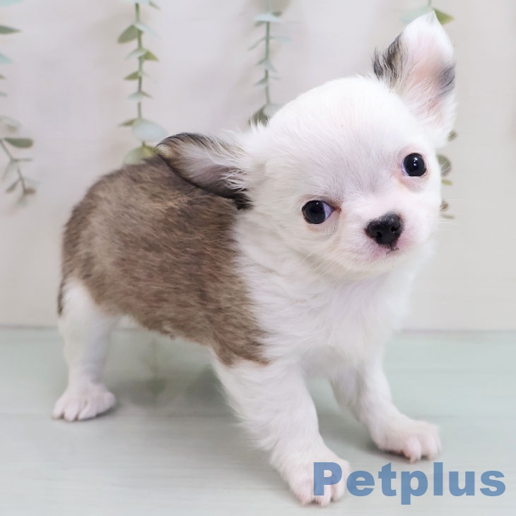 福岡県のチワワ(ロング) (ペットプラス 福岡店/2025年10月29日生まれ/女の子/ホワイトフォーン)の子犬の2枚目の画像