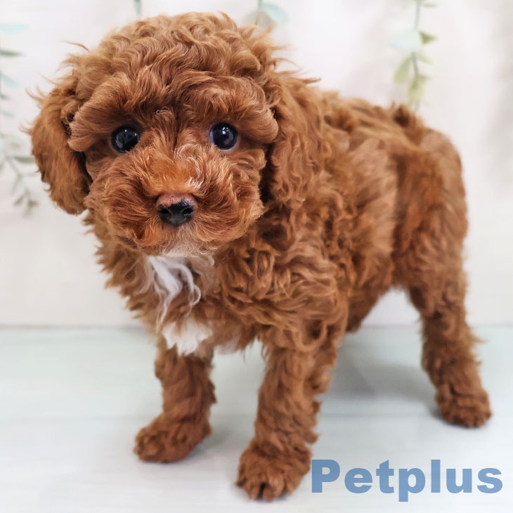 福岡県のトイプードル(トイ) (ペットプラス 春日店/2025年10月29日生まれ/男の子/レッド)の子犬の1枚目の画像