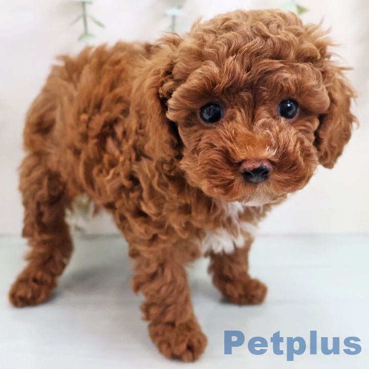 福岡県のトイプードル(トイ) (ペットプラス 春日店/2025年10月29日生まれ/男の子/レッド)の子犬の2枚目の画像