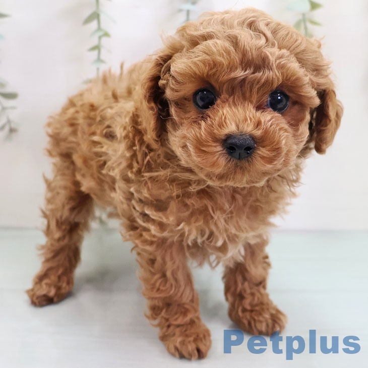 熊本県のトイプードル(トイ) (ペットプラス 熊本店/2025年10月29日生まれ/男の子/アプリコット)の子犬の1枚目の画像