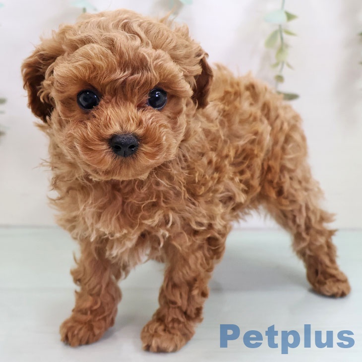 熊本県のトイプードル(トイ) (ペットプラス 熊本店/2025年10月29日生まれ/男の子/アプリコット)の子犬の2枚目の画像