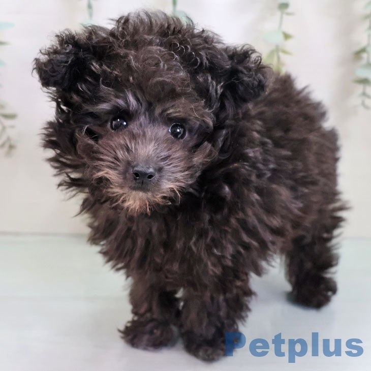 福岡県のトイプードル(トイ) (ペットプラス ららぽーと福岡店/2025年10月17日生まれ/女の子/シルバー)の子犬の1枚目の画像