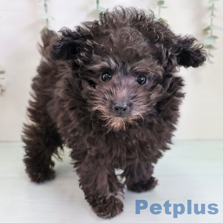 福岡県のトイプードル(トイ) (ペットプラス ららぽーと福岡店/2025年10月17日生まれ/女の子/シルバー)の子犬の2枚目の画像