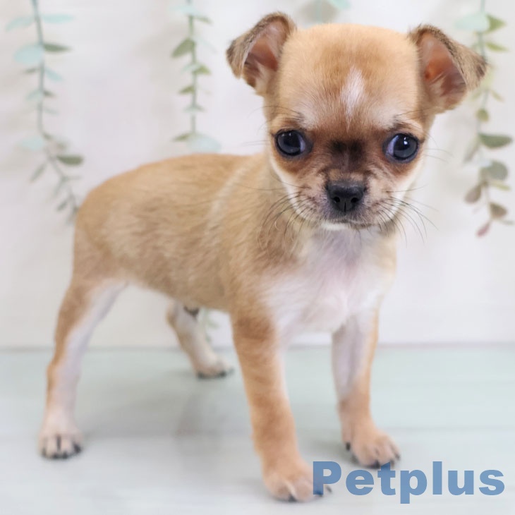 福岡県のチワワ(ロング) (ペットプラス 福岡店/2025年10月27日生まれ/男の子/フォーンホワイト)の子犬の1枚目の画像