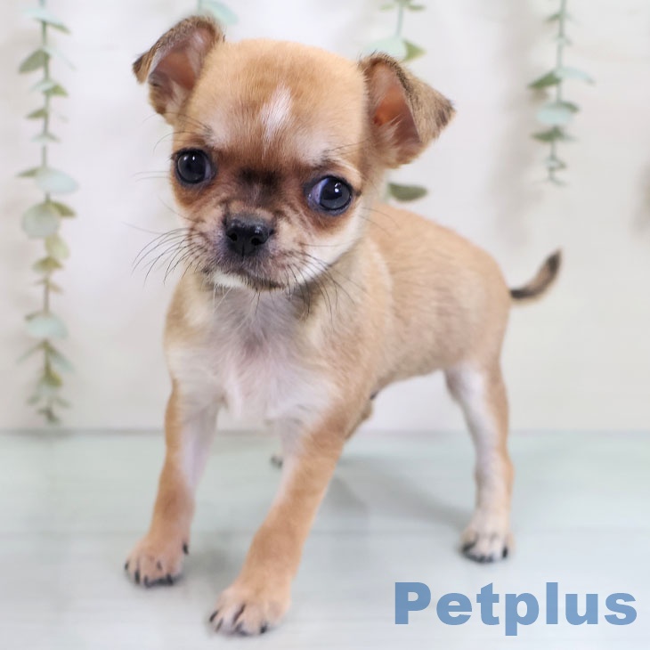 福岡県のチワワ(ロング) (ペットプラス 福岡店/2025年10月27日生まれ/男の子/フォーンホワイト)の子犬の2枚目の画像