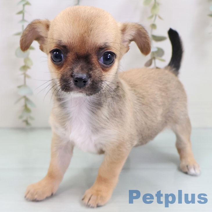 福岡県のチワワ(ロング) (ペットプラス ららぽーと福岡店/2025年10月27日生まれ/女の子/フォーンホワイト)の子犬の1枚目の画像