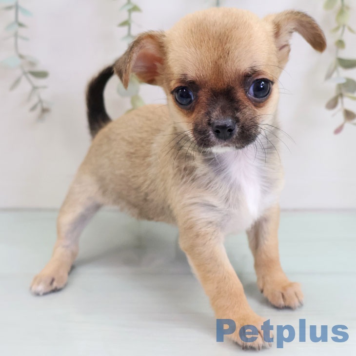 福岡県のチワワ(ロング) (ペットプラス ららぽーと福岡店/2025年10月27日生まれ/女の子/フォーンホワイト)の子犬の2枚目の画像