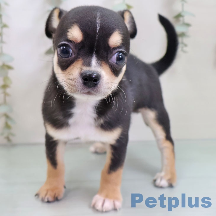 東京都のチワワ(ロング) (ペットプラス 板橋店/2025年10月28日生まれ/男の子/ブラックタンホワイト)の子犬の1枚目の画像