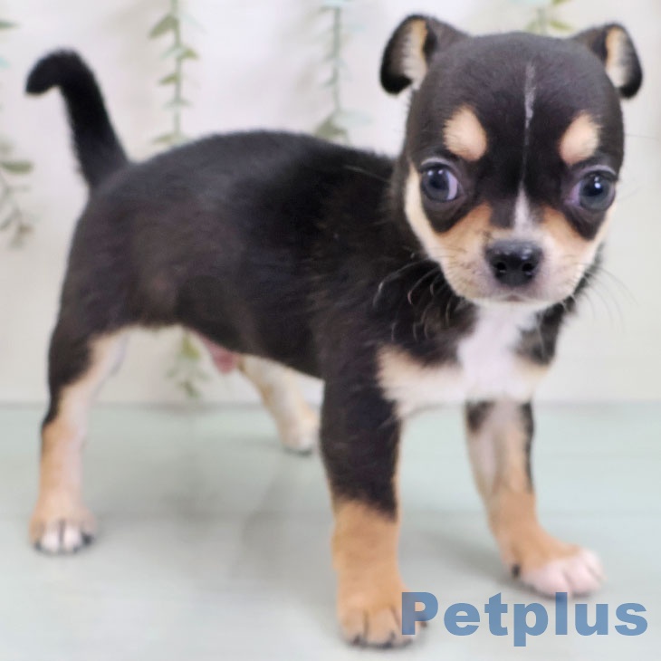 東京都のチワワ(ロング) (ペットプラス 板橋店/2025年10月28日生まれ/男の子/ブラックタンホワイト)の子犬の2枚目の画像