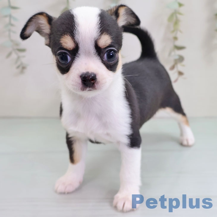 沖縄県のチワワ(ロング) (ペットプラス 沖縄ライカム店/2025年10月28日生まれ/女の子/ブラックタンホワイト)の子犬の1枚目の画像