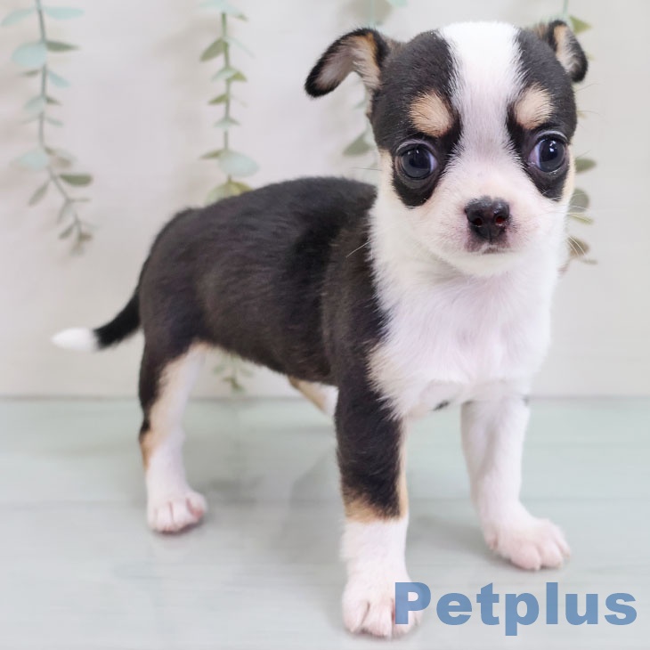 沖縄県のチワワ(ロング) (ペットプラス 沖縄ライカム店/2025年10月28日生まれ/女の子/ブラックタンホワイト)の子犬の2枚目の画像