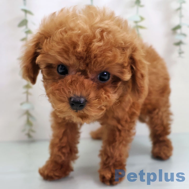 福岡県のトイプードル(トイ) (ペットプラス 八幡東店/2025年10月25日生まれ/男の子/レッド)の子犬の2枚目の画像