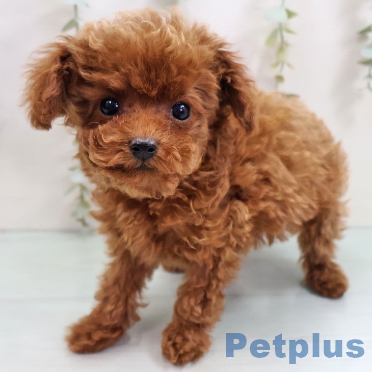 福岡県のトイプードル(トイ) (ペットプラス 香椎浜店/2025年10月25日生まれ/女の子/レッド)の子犬の1枚目の画像