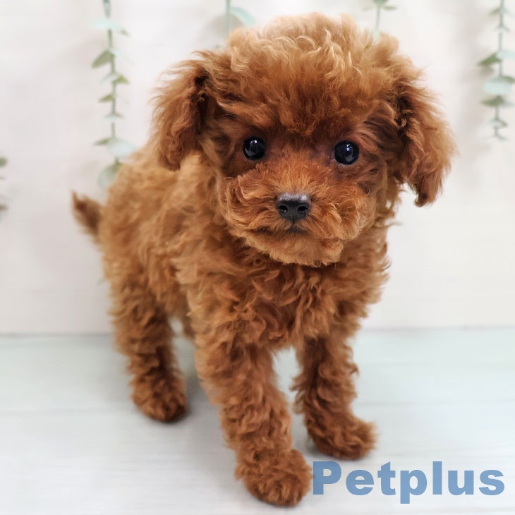 福岡県のトイプードル(トイ) (ペットプラス 香椎浜店/2025年10月25日生まれ/女の子/レッド)の子犬の2枚目の画像