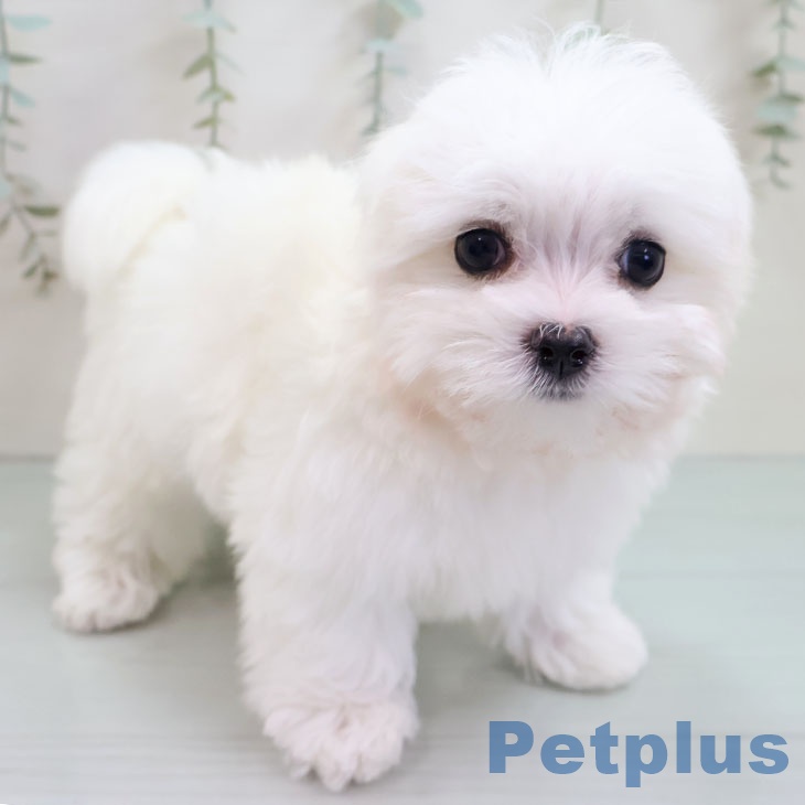 鹿児島県のマルチーズ (ペットプラス 姶良店/2025年10月30日生まれ/男の子/ホワイト)の子犬の1枚目の画像