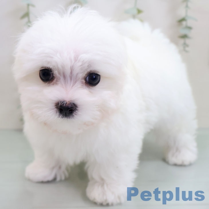 鹿児島県のマルチーズ (ペットプラス 姶良店/2025年10月30日生まれ/男の子/ホワイト)の子犬の2枚目の画像