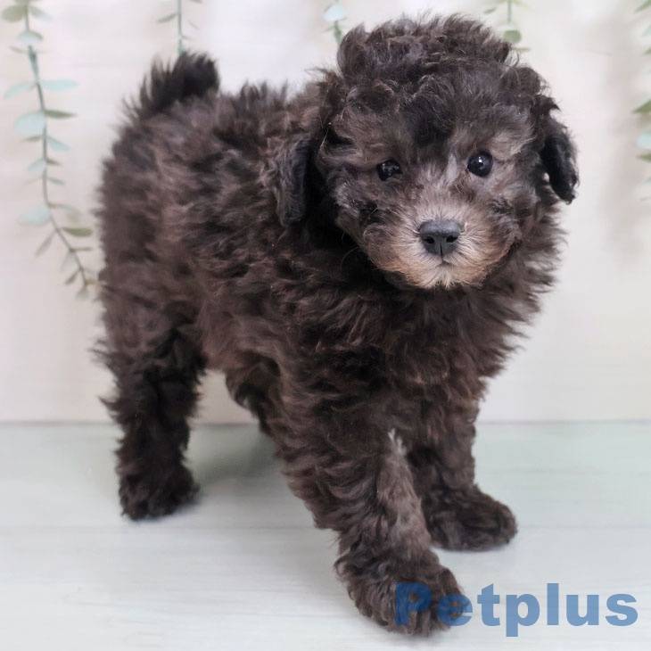 沖縄県のトイプードル(トイ) (ペットプラス 沖縄ライカム店/2025年10月25日生まれ/女の子/シルバー)の子犬の2枚目の画像
