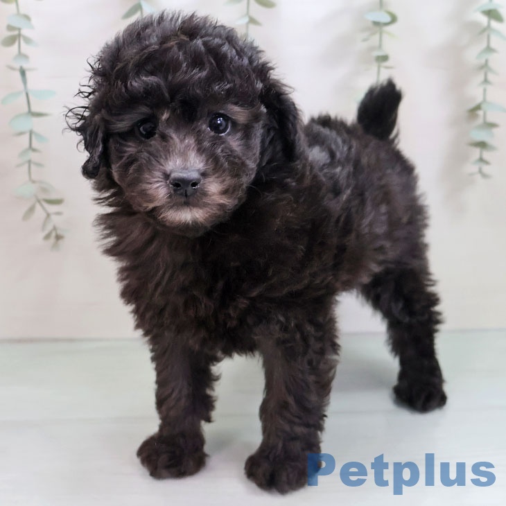 福岡県のトイプードル(トイ) (ペットプラス 八幡東店/2025年10月25日生まれ/女の子/シルバー)の子犬の1枚目の画像