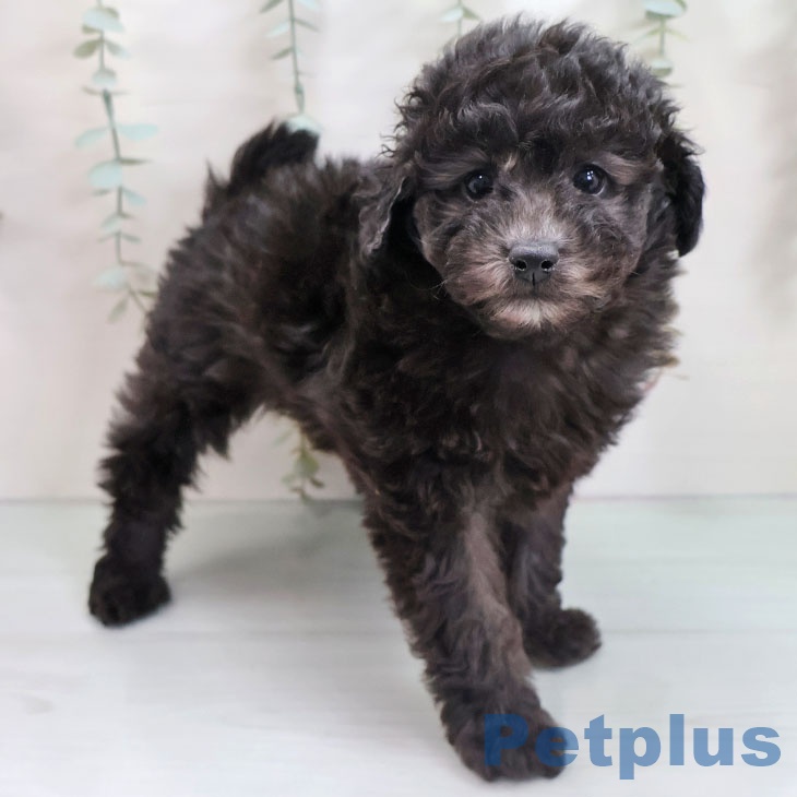 福岡県のトイプードル(トイ) (ペットプラス 八幡東店/2025年10月25日生まれ/女の子/シルバー)の子犬の2枚目の画像