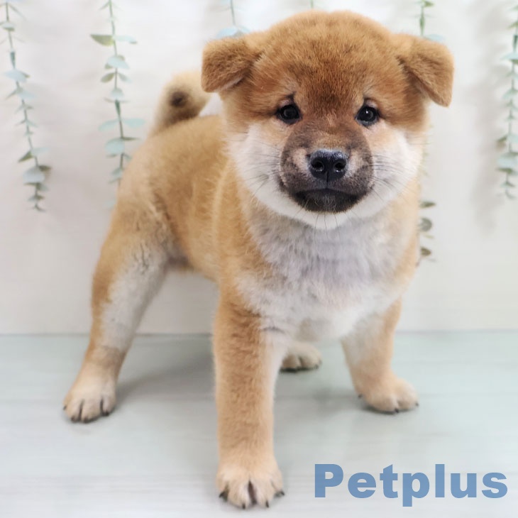 福岡県の柴犬(標準サイズ) (ペットプラス 八幡東店/2025年10月30日生まれ/男の子/赤)の子犬の1枚目の画像