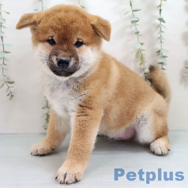 福岡県の柴犬(標準サイズ) (ペットプラス 八幡東店/2025年10月30日生まれ/男の子/赤)の子犬の2枚目の画像