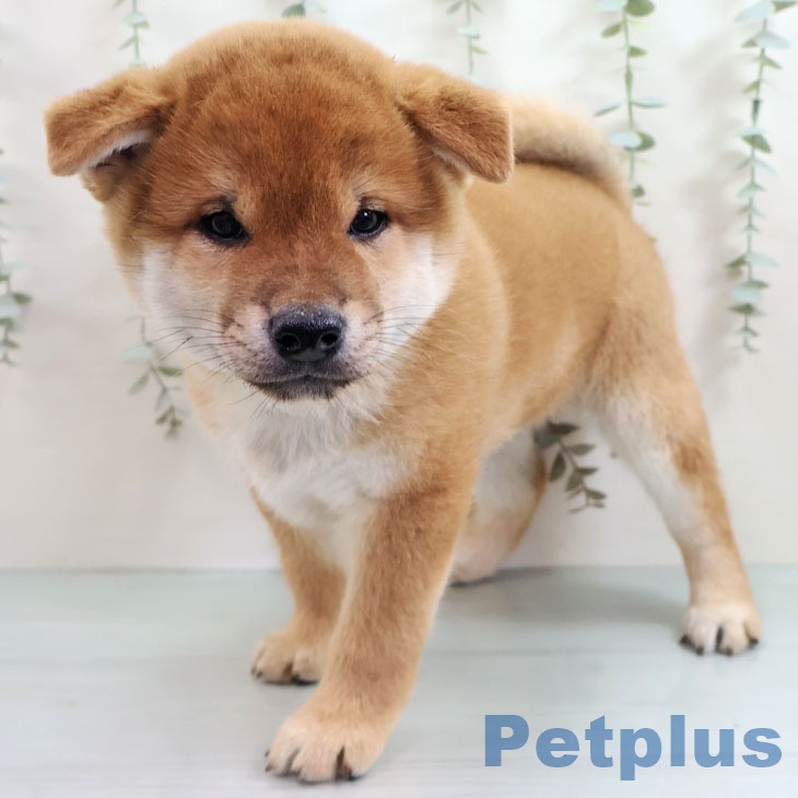 福岡県の柴犬(標準サイズ) (ペットプラス 香椎浜店/2025年10月30日生まれ/男の子/赤)の子犬の1枚目の画像