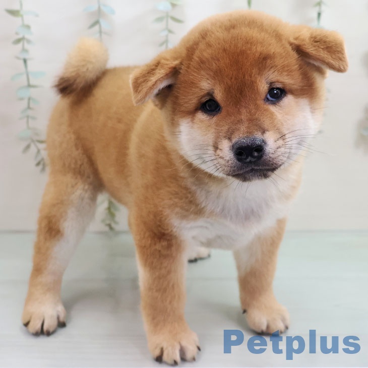 福岡県の柴犬(標準サイズ) (ペットプラス 香椎浜店/2025年10月30日生まれ/男の子/赤)の子犬の2枚目の画像