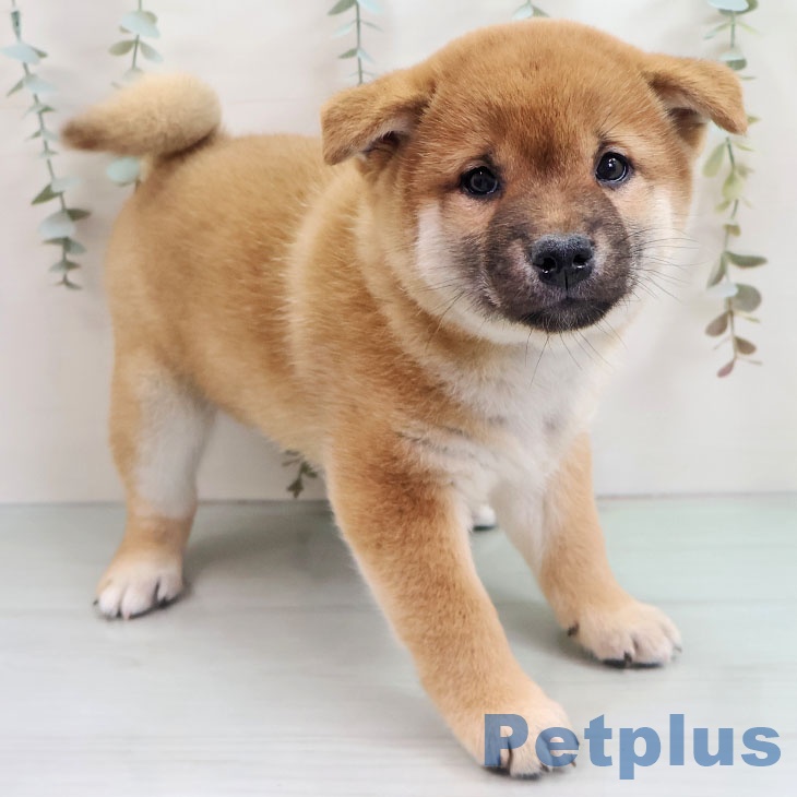 沖縄県の柴犬(標準サイズ) (ペットプラス 沖縄ライカム店/2025年10月30日生まれ/女の子/赤)の子犬の1枚目の画像