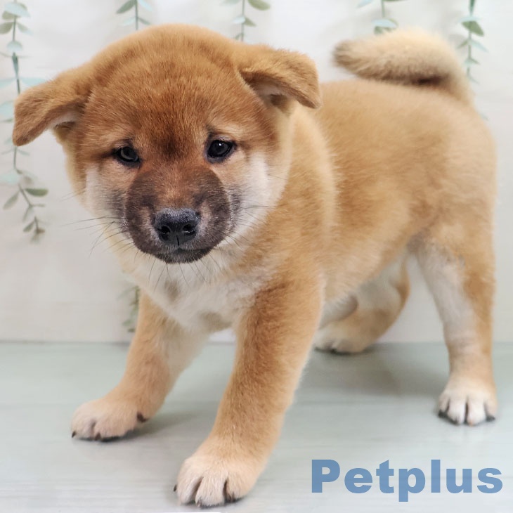 沖縄県の柴犬(標準サイズ) (ペットプラス 沖縄ライカム店/2025年10月30日生まれ/女の子/赤)の子犬の2枚目の画像