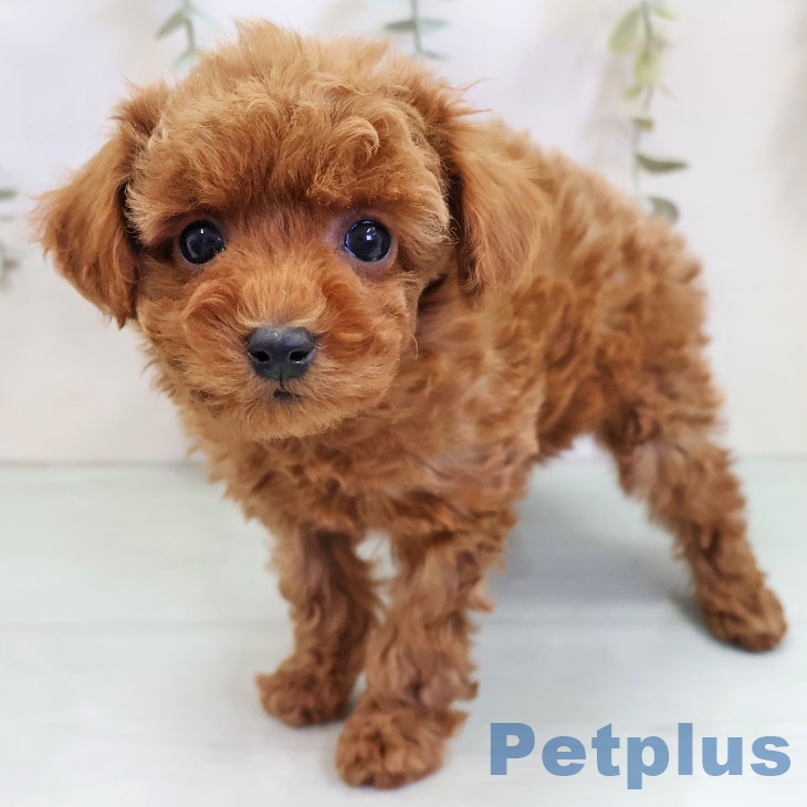 福岡県のトイプードル(トイ) (ペットプラス 小倉南店/2025年10月27日生まれ/男の子/レッド)の子犬の1枚目の画像