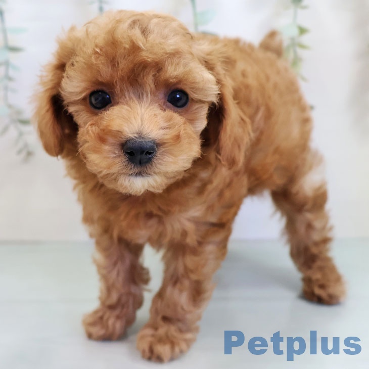 福岡県のトイプードル(トイ) (ペットプラス 福岡店/2025年10月27日生まれ/男の子/レッド)の子犬の1枚目の画像