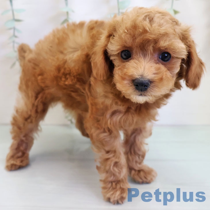 福岡県のトイプードル(トイ) (ペットプラス 福岡店/2025年10月27日生まれ/男の子/レッド)の子犬の2枚目の画像