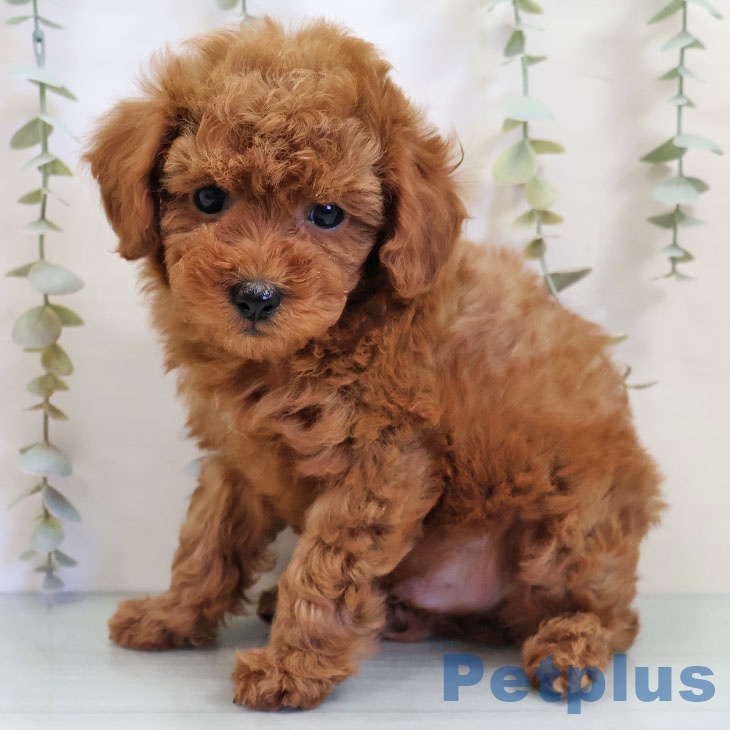 福岡県のトイプードル(トイ) (ペットプラス 八幡東店/2025年10月27日生まれ/男の子/レッド)の子犬の1枚目の画像