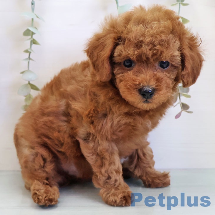 福岡県のトイプードル(トイ) (ペットプラス 八幡東店/2025年10月27日生まれ/男の子/レッド)の子犬の2枚目の画像