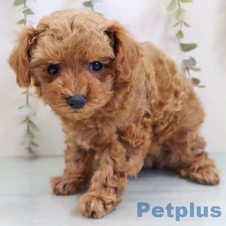 福岡県のトイプードル(トイ) (ペットプラス 香椎浜店/2025年10月27日生まれ/女の子/アプリコット)の子犬の1枚目の画像