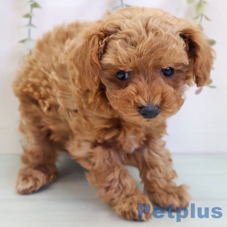 福岡県のトイプードル(トイ) (ペットプラス 香椎浜店/2025年10月27日生まれ/女の子/アプリコット)の子犬の2枚目の画像