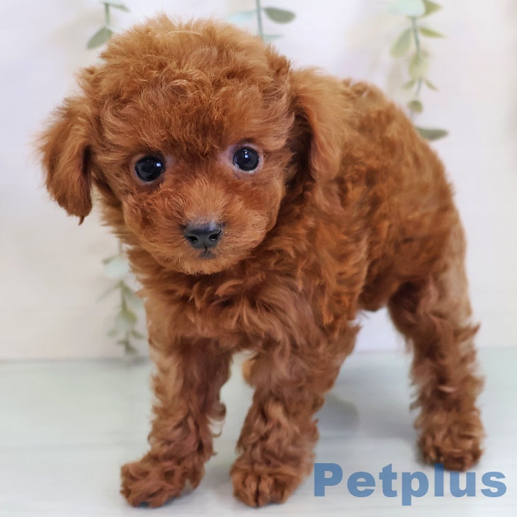 福岡県のトイプードル(トイ) (ペットプラス 八幡東店/2025年10月27日生まれ/女の子/アプリコット)の子犬の1枚目の画像