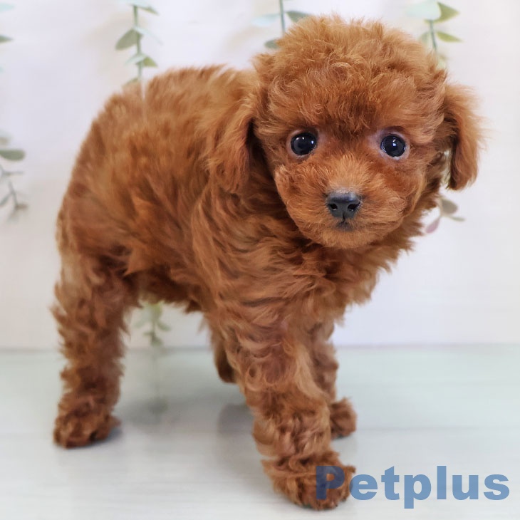 福岡県のトイプードル(トイ) (ペットプラス 八幡東店/2025年10月27日生まれ/女の子/アプリコット)の子犬の2枚目の画像
