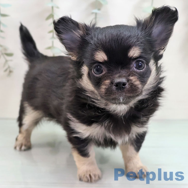 山梨県のチワワ(ロング) (ペットプラス 甲府国母店/2025年10月28日生まれ/男の子/ブラックタン)の子犬の1枚目の画像