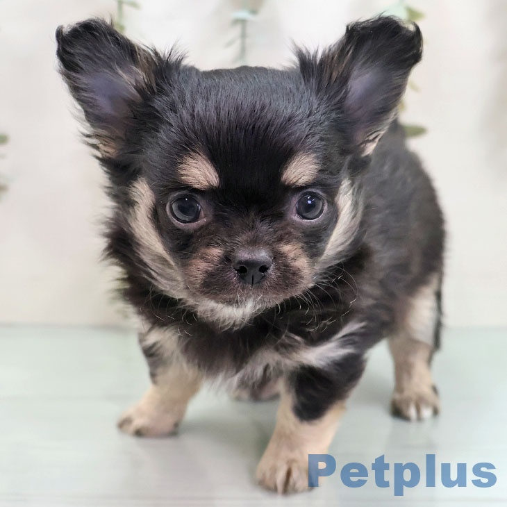 山梨県のチワワ(ロング) (ペットプラス 甲府国母店/2025年10月28日生まれ/男の子/ブラックタン)の子犬の2枚目の画像