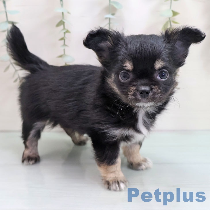 長崎県のチワワ(ロング) (ペットプラス 長崎店/2025年10月28日生まれ/男の子/ブラックタン)の子犬の1枚目の画像