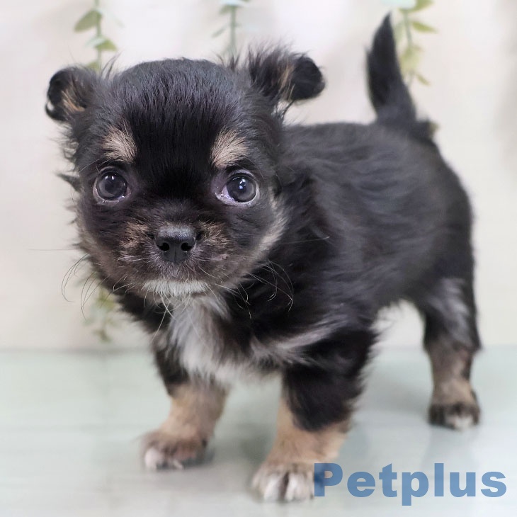 長崎県のチワワ(ロング) (ペットプラス 長崎店/2025年10月28日生まれ/男の子/ブラックタン)の子犬の2枚目の画像