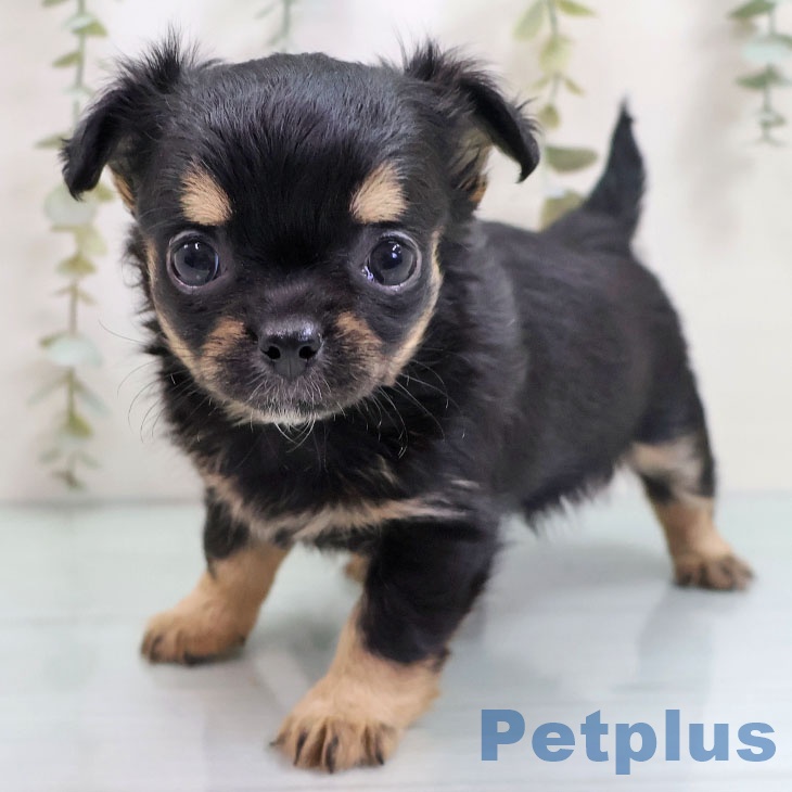 宮崎県のチワワ(ロング) (ペットプラス 宮崎店/2025年10月28日生まれ/女の子/ブラックタン)の子犬の1枚目の画像