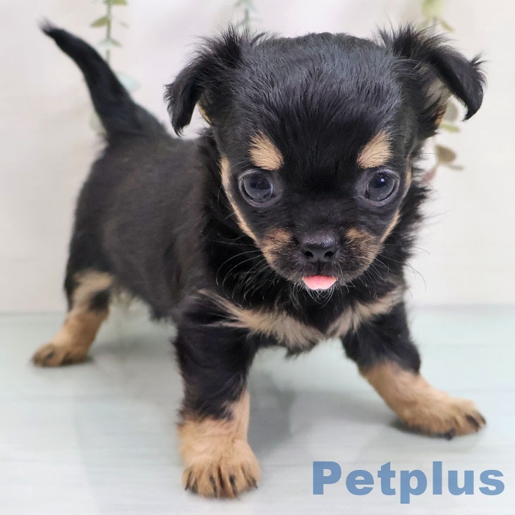 宮崎県のチワワ(ロング) (ペットプラス 宮崎店/2025年10月28日生まれ/女の子/ブラックタン)の子犬の2枚目の画像