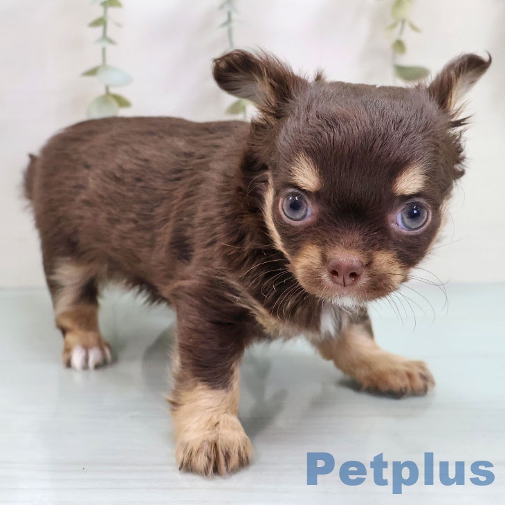 福岡県のチワワ(ロング) (ペットプラス MARK IS 福岡ももち店/2025年10月28日生まれ/女の子/チョコレートタン)の子犬の1枚目の画像