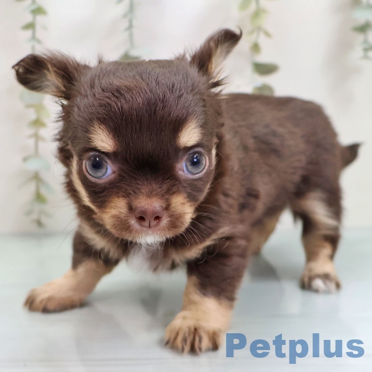 福岡県のチワワ(ロング) (ペットプラス MARK IS 福岡ももち店/2025年10月28日生まれ/女の子/チョコレートタン)の子犬の2枚目の画像