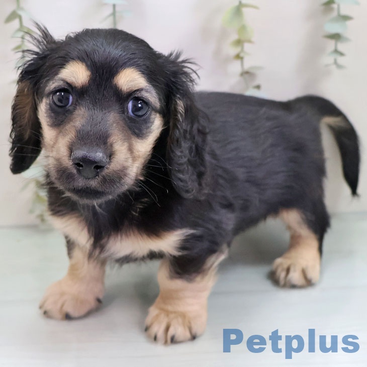 熊本県のミニチュアダックスフンド(ロング) (ペットプラス 熊本店/2025年10月23日生まれ/男の子/ブラックイエロー)の子犬の1枚目の画像