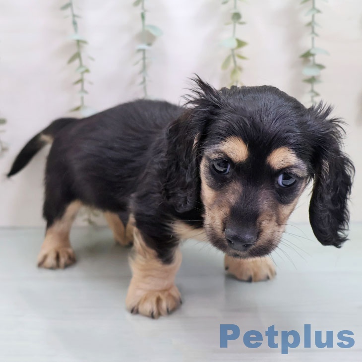 熊本県のミニチュアダックスフンド(ロング) (ペットプラス 熊本店/2025年10月23日生まれ/男の子/ブラックイエロー)の子犬の2枚目の画像